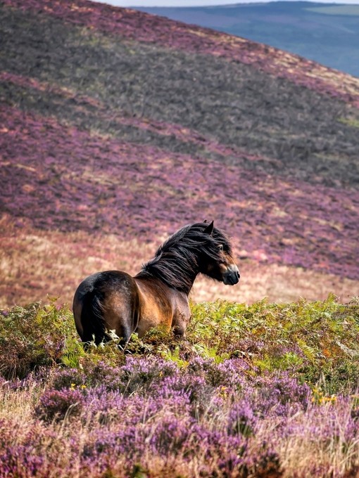 Windswept Pony, Exmoor National Park, Somerset, UK