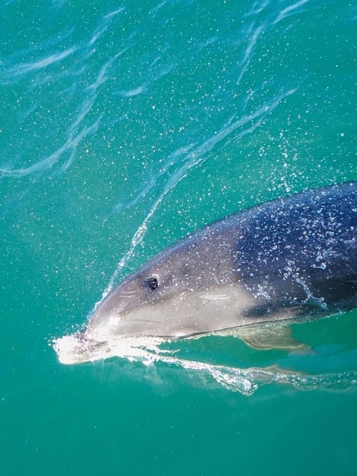 Dolphin blow hole, close up,Torbay Devon, England, United Kingdom