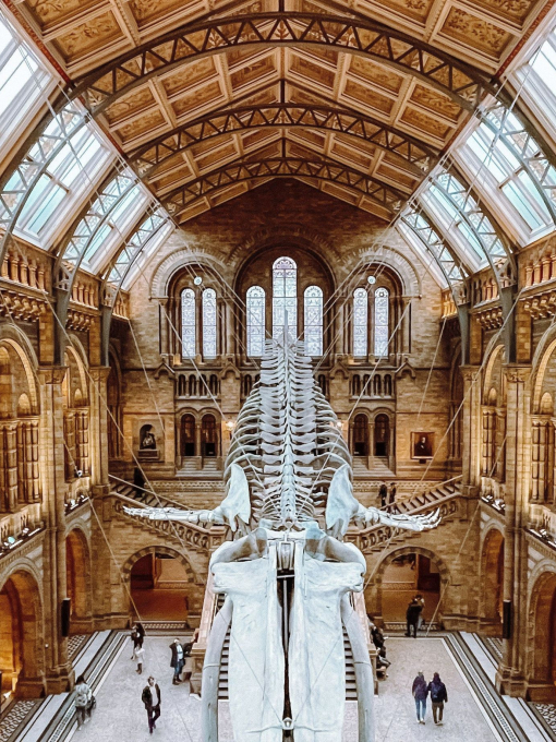 Looking down from a balcony in a museum onto a floating dinosaur skeleton that is suspended from the ceiling.