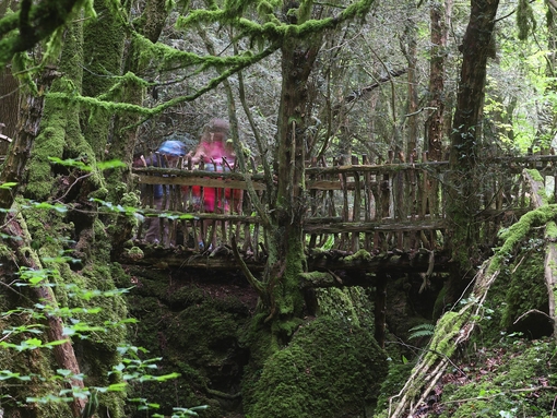 A low wooden bridge in the beautiful Puzzlewood woodland, Forest of Dean