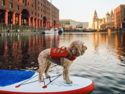 Chien dans un gilet de sauvetage sur un stand-up paddle-board