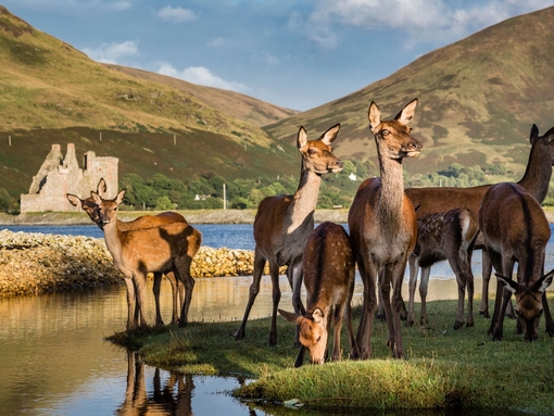 A group of deer near a lake, grazing grass