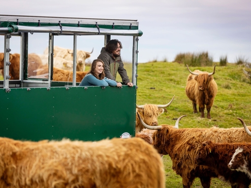 A couple taking a guided farm experience among Highland cattle and sheep from a purpose-built trailer.