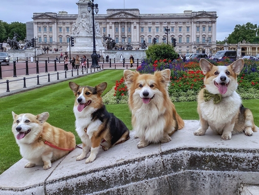 Marcel LeCorgi poses with his Corgi friends in front of Buckingham Palace