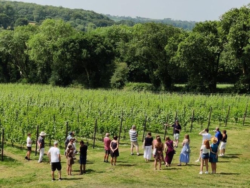 Pembrokeshire Vineyards 