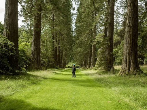 Man standing beneath avenue of tall trees at Benmore Gardens