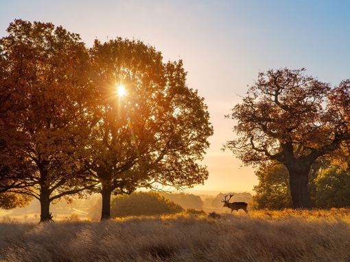 2016 11 18 Richmond Park-169-Edit