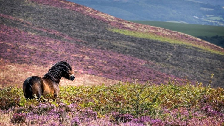 A wild pony standing in the heather on the side of a hill.