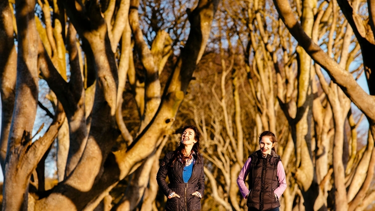 People walking on path between tall intertwined trees