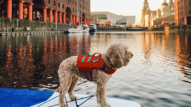 Chien dans un gilet de sauvetage sur un stand-up paddle-board