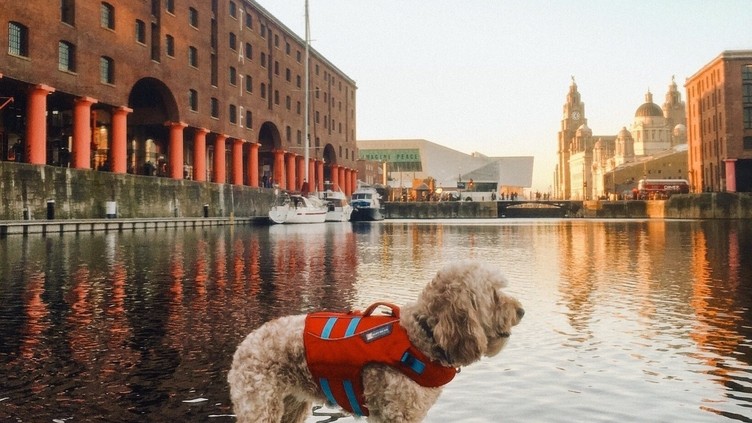 Dog in a life jacket on a stand-up paddle-board