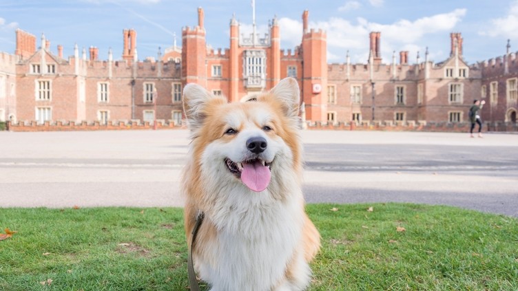 Fluffly dog, wagging it's tongue, sitting on grass