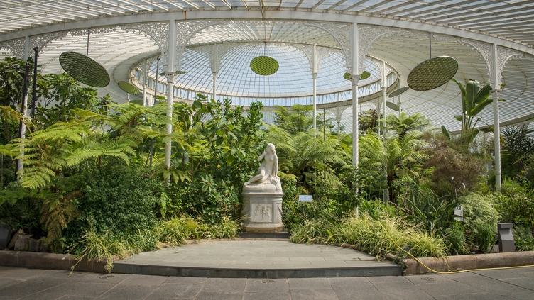Lush green plants surrounding a statue in Kibble Palace in the Glasgow Botanic Gardens