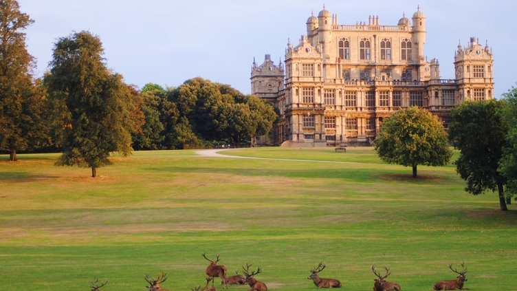 A group of deer lying on the grass in Wollaton Park, a stretch of countryside and gardens surrounding Wollaton Hall