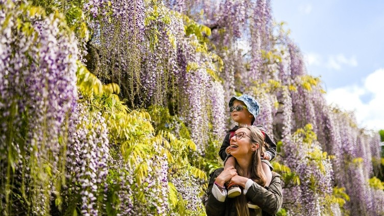 A woman carrying a child on her shoulders, looking at colourful plants in Exbury Gardens