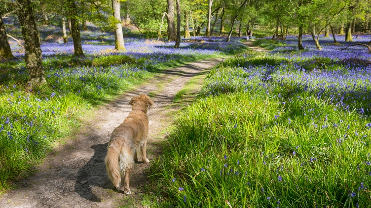 Bluebells in springtime on Inchcailloch - an island on Loch Lomond just a short distance from Balmaha.