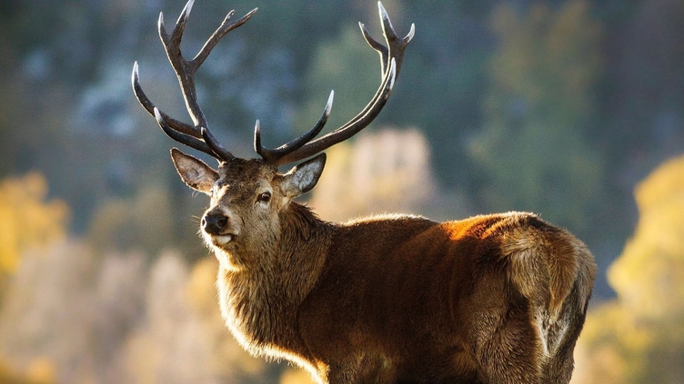 A red deer stag standing in a wildlife park in Kincraig.