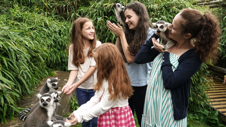 Visitors feeding lemurs at Colchester Zoo
