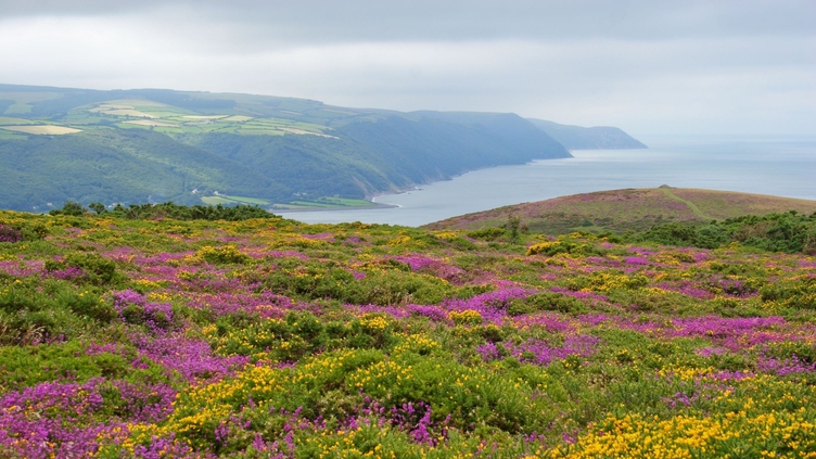 Looking across wild heather and gorse towards the coast 