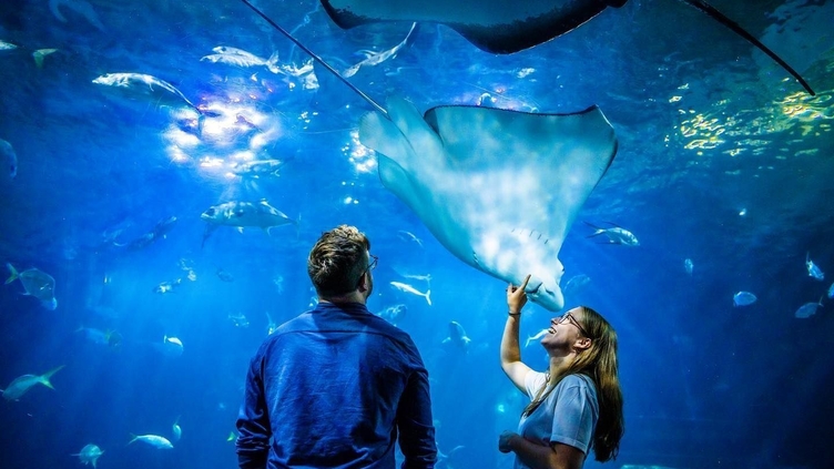 Spring-National Marine Aquarium