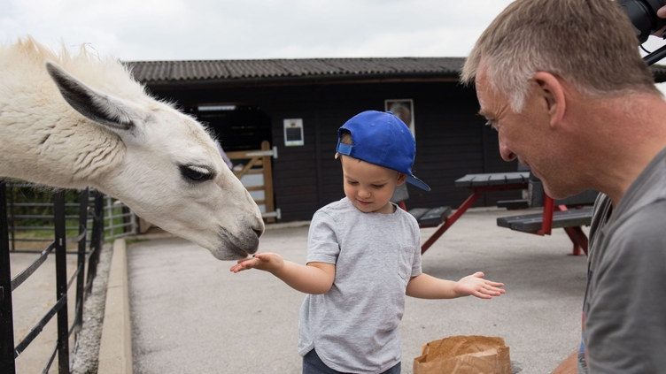 A child feeding a llama at Graves Animal Farm in Sheffield