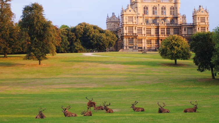 Groupe de cerfs couchés sur l'herbe dans le parc de Wollaton, une étendue de campagne et de jardins entourant le Wollaton Hall.