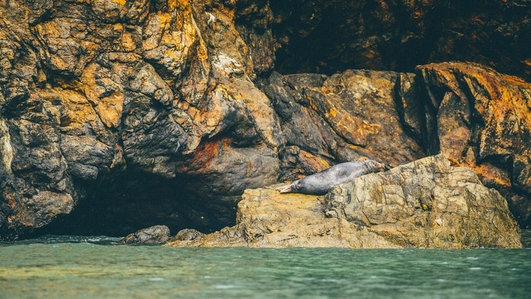 Robbe liegt auf den Felsen, Ramsay Island Boat Trips