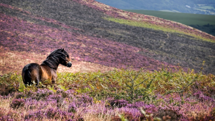 Windswept Pony, Exmoor National Park, Somerset, UK