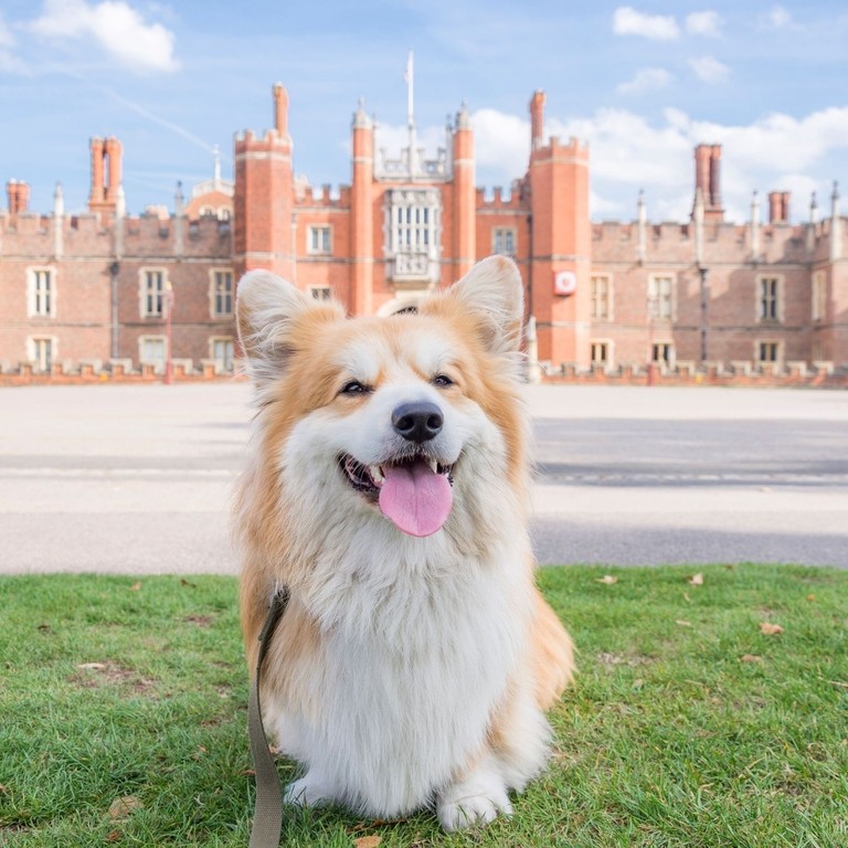Fluffly dog, wagging it's tongue, sitting on grass outside an English palace.