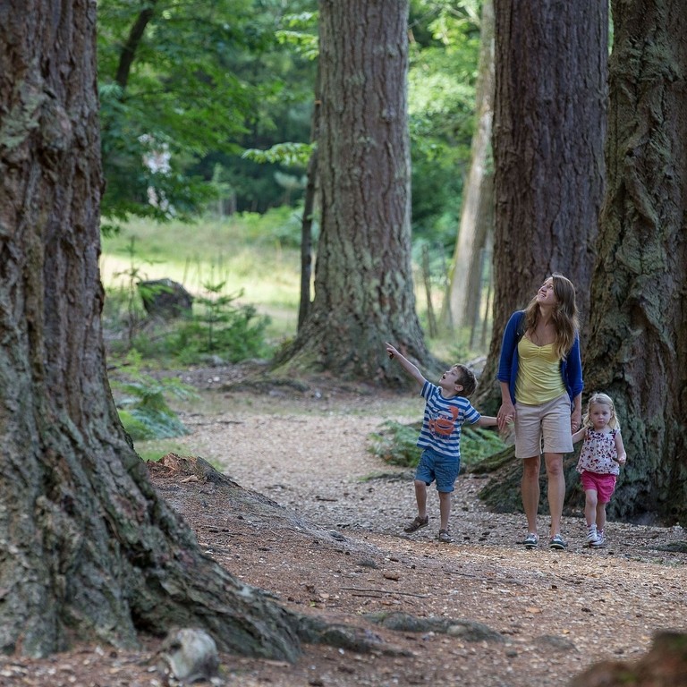 A woman and two children walking through a forest area in the New Forest