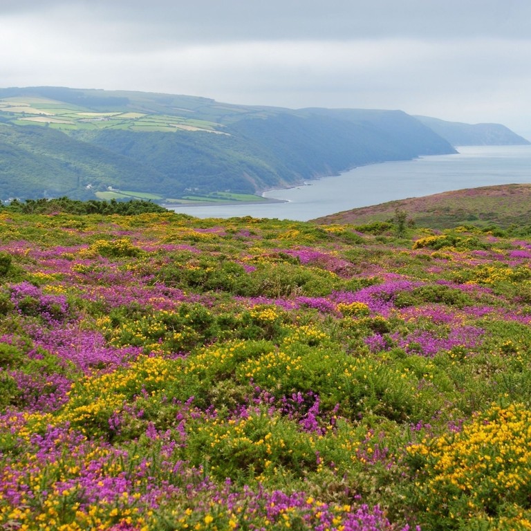 Looking across wild heather and gorse towards the coast