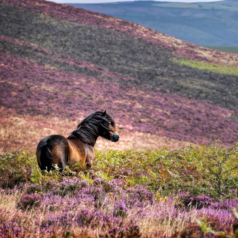 Windswept Pony, Exmoor National Park, Somerset, UK