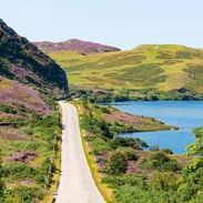 A coastal road running through hills covered with purple heather and a blue ocean to the right