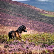 A wild pony standing in the heather on the side of a hill.