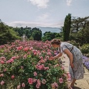 Rosa Blumen in den Bodnant Gardens