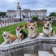 Marcel LeCorgi poses with his Corgi friends in front of Buckingham Palace