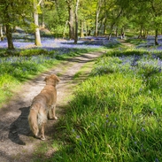 Chien en premier plan entouré de jacinthes sur le sol de la forêt au printemps, île d'Inchcailloch, Loch Lomond